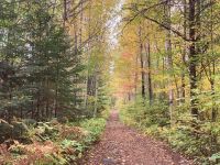 8. Reisetag – Waldspaziergang am Lac Taureau