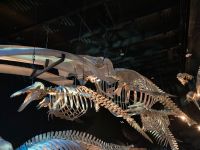 10. Reisetag – Marine Mammal Interpretation Centre in Tadoussac