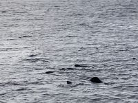 10. Reisetag – Walbeobachtung auf dem Sankt-Lorenz-Strom ab Tadoussac – Seehunde