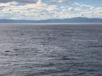 10. Reisetag – Walbeobachtung auf dem Sankt-Lorenz-Strom ab Tadoussac – Seehunde