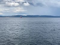 10. Reisetag – Walbeobachtung auf dem Sankt-Lorenz-Strom ab Tadoussac – Seehunde