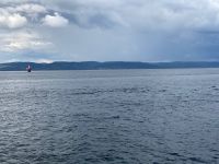 10. Reisetag – Walbeobachtung auf dem Sankt-Lorenz-Strom ab Tadoussac – Seehunde