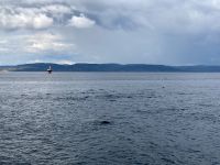 10. Reisetag – Walbeobachtung auf dem Sankt-Lorenz-Strom ab Tadoussac – Seehunde