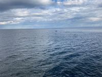 10. Reisetag – Walbeobachtung auf dem Sankt-Lorenz-Strom ab Tadoussac – Zwergwal