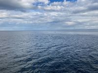 10. Reisetag – Walbeobachtung auf dem Sankt-Lorenz-Strom ab Tadoussac – Zwergwal