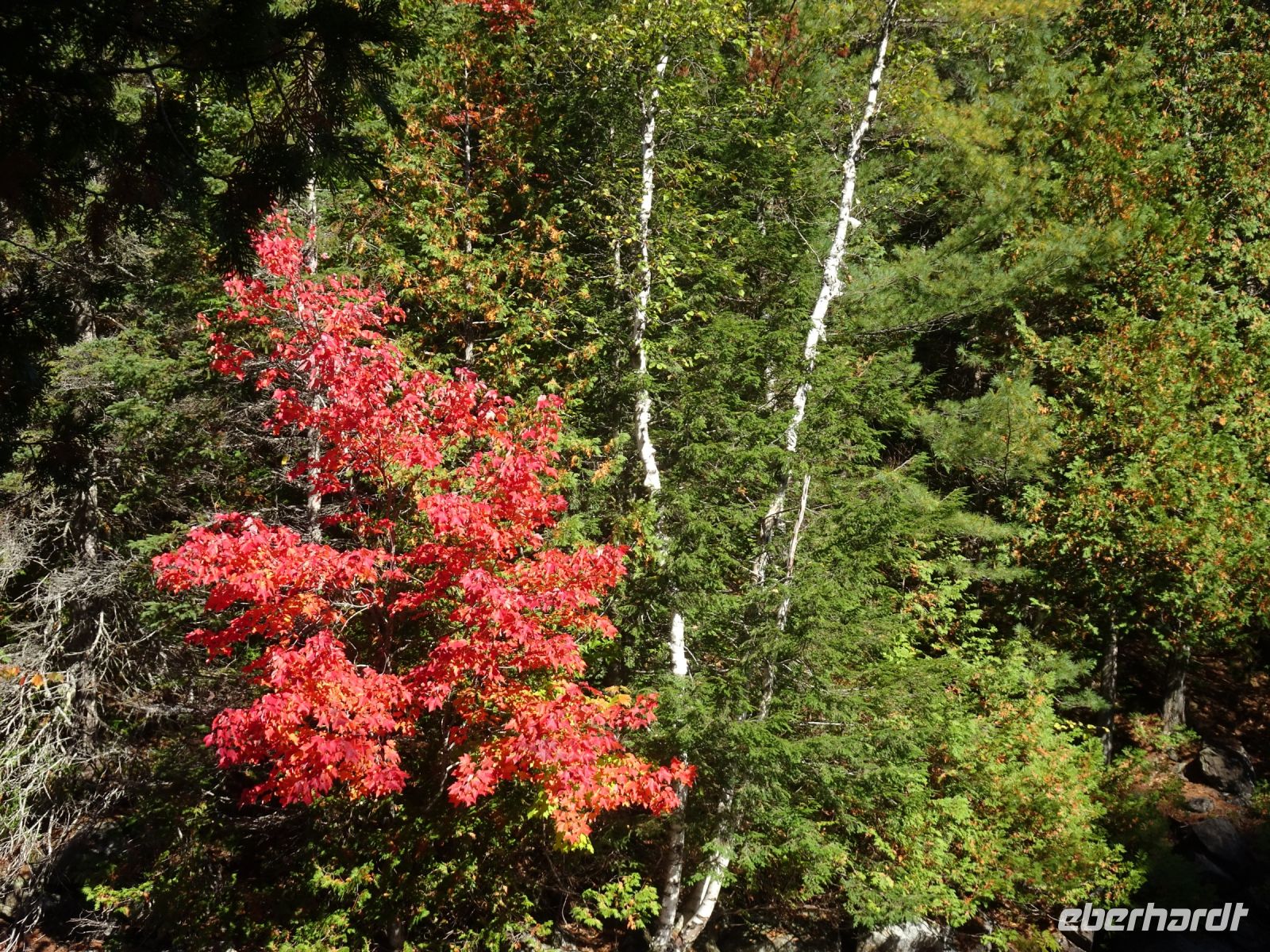 Kanutour Algonquin Provinzial Park 