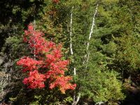 Kanutour Algonquin Provinzial Park 