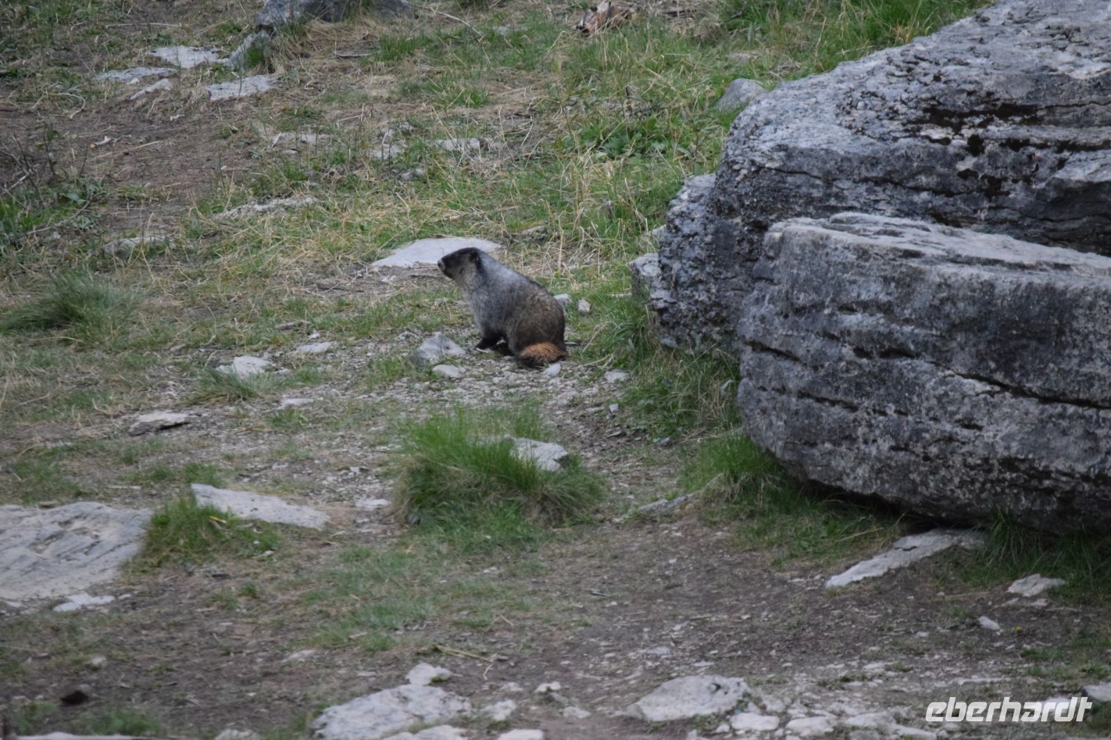 Marmot - Murmeltier