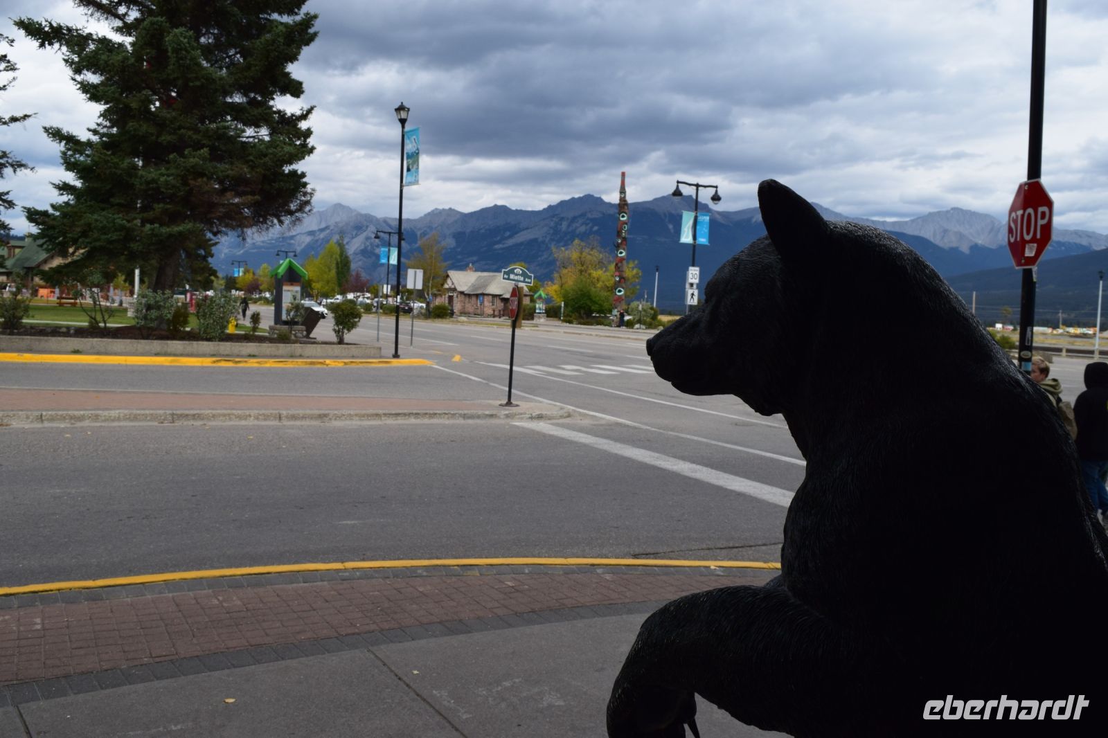 Ein Schwarzbär in Jasper