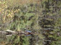 Algonquin Holzfäller Museum 