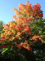 Ottawa - Indian Summer 