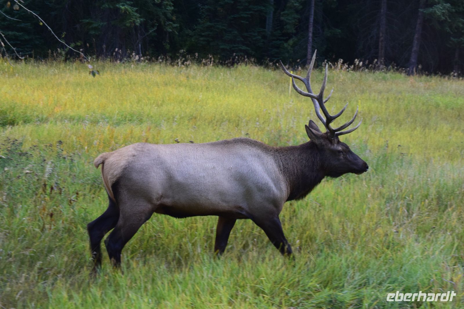 Wapiti-Hirsch am Straßenrand