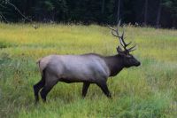 Wapiti-Hirsch am Straßenrand