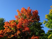 Ottawa - Indian Summer 