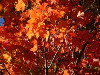 Ottawa - Indian Summer 