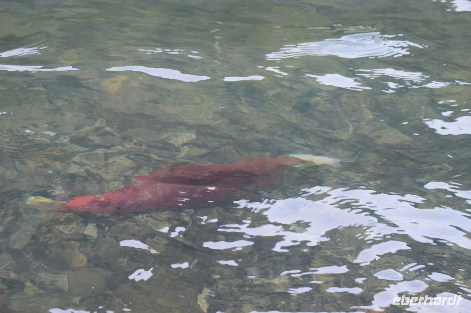 Lachse tummeln sich im Bridge River