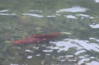 Lachse tummeln sich im Bridge River