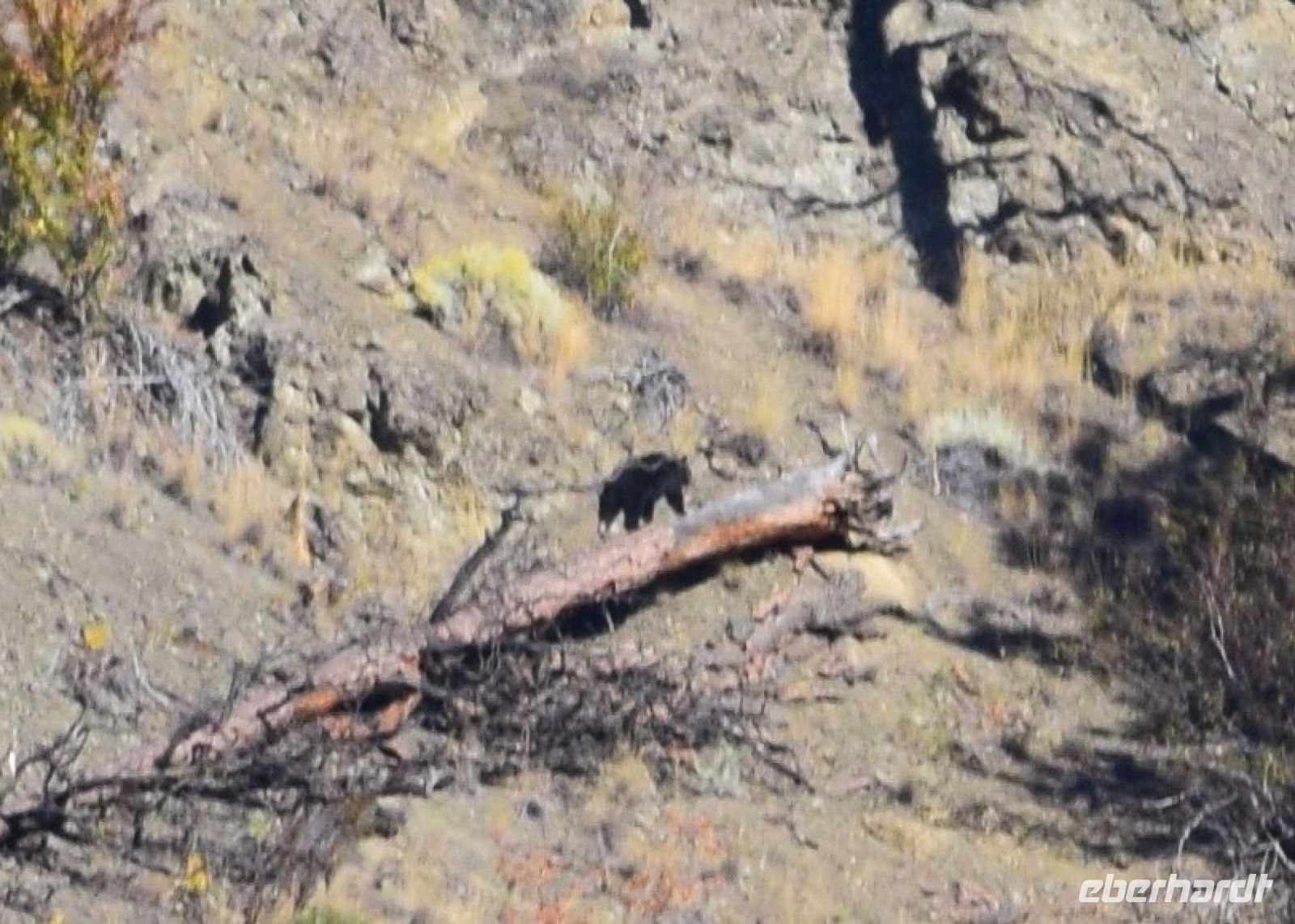 Weit entfernt sichten wir einen Schwarzbären