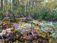 Lac Taureau - Kanada