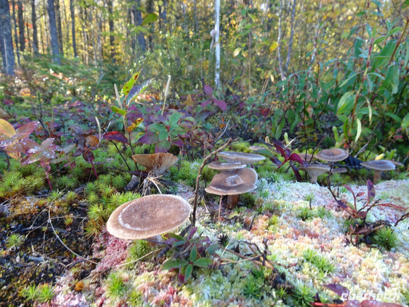 Lac Taureau - Kanada