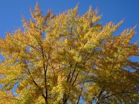 Indian Summer in Kanada