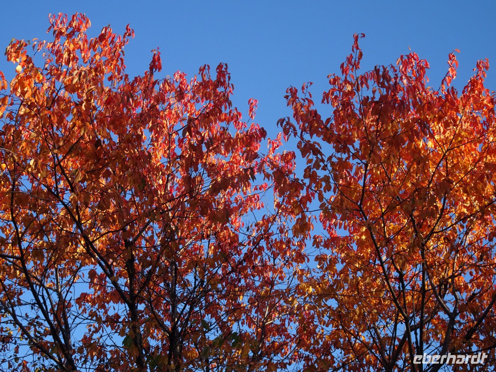 Indian Summer - Kanada