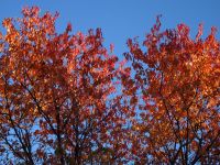 Indian Summer - Kanada