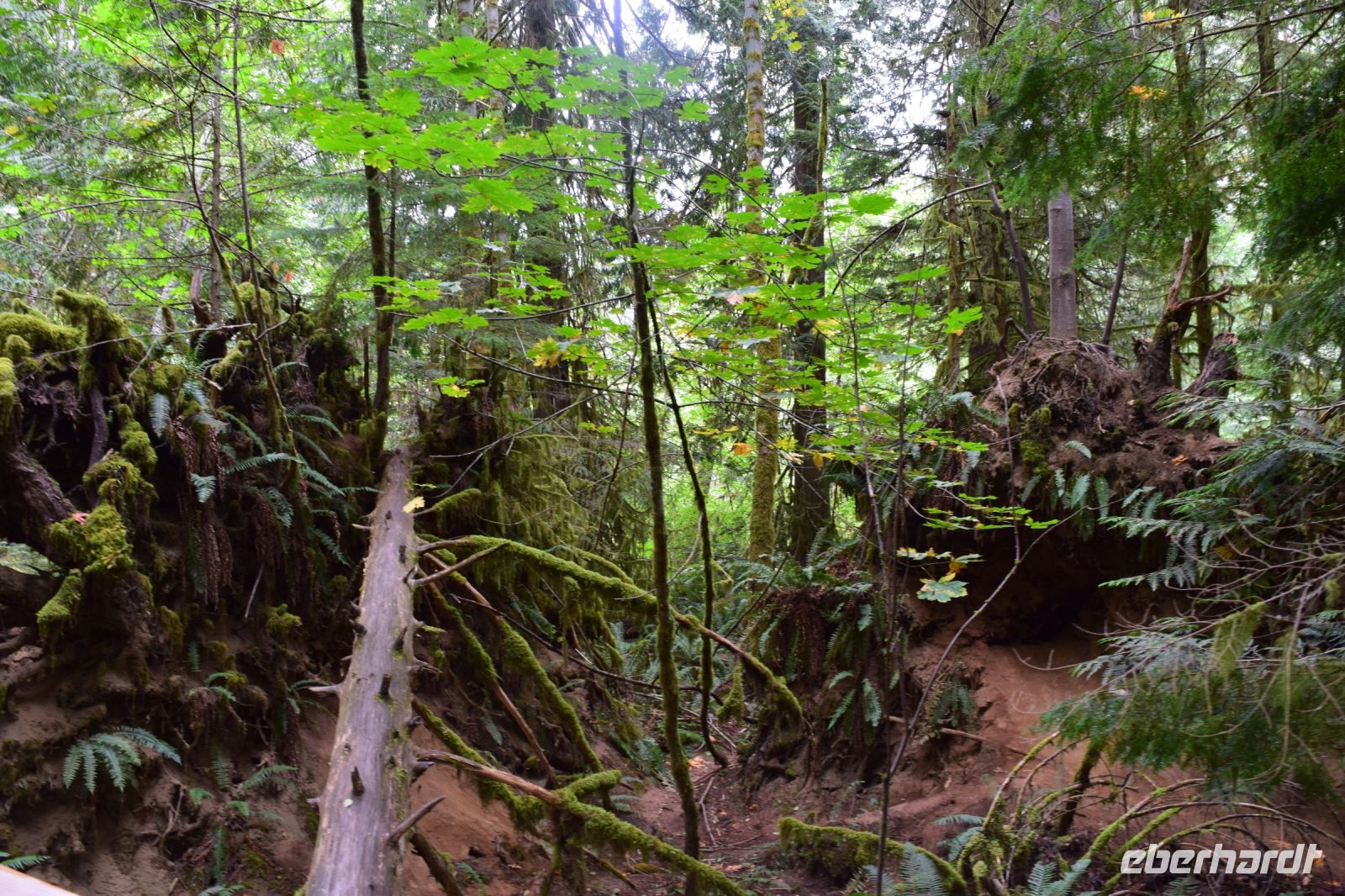 MacMillan Provincialpark