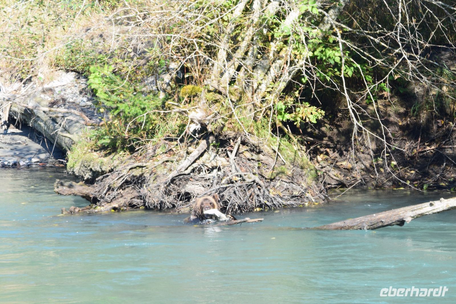 Grizzlybär mit Lachs