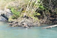 Grizzlybär mit Lachs