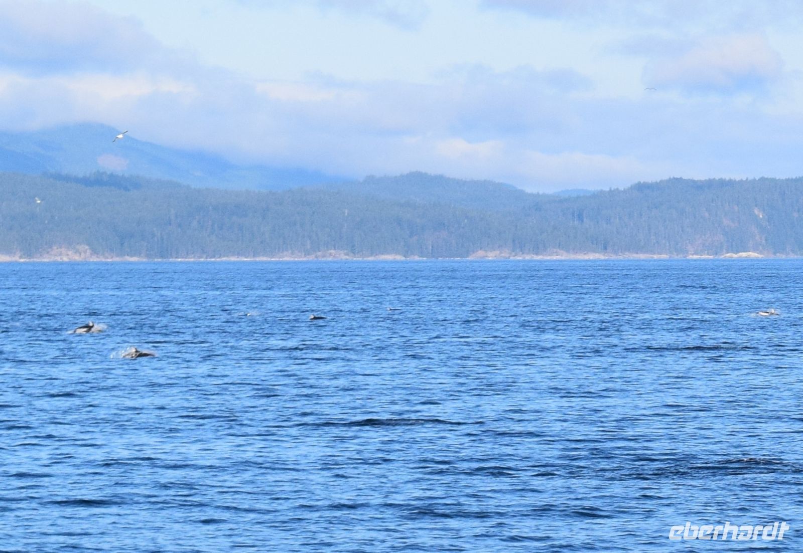 unterwegs sehen wir Delfine