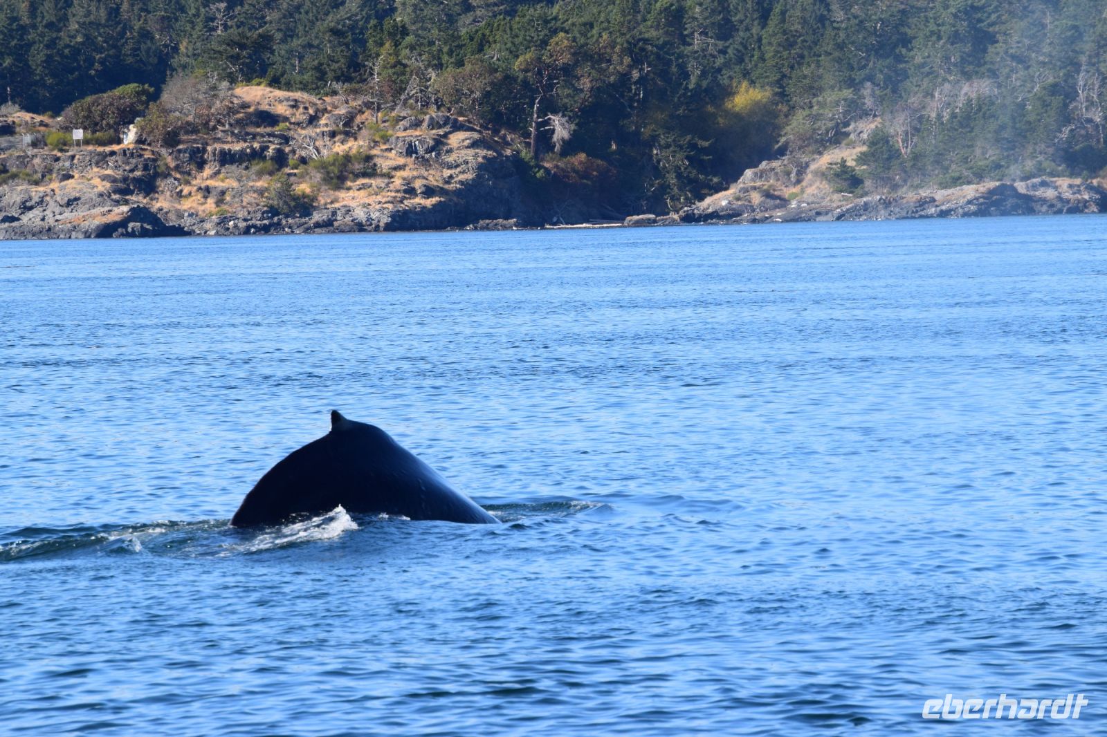 Wir sehen Buckelwale ...
