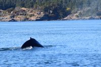 Wir sehen Buckelwale ...