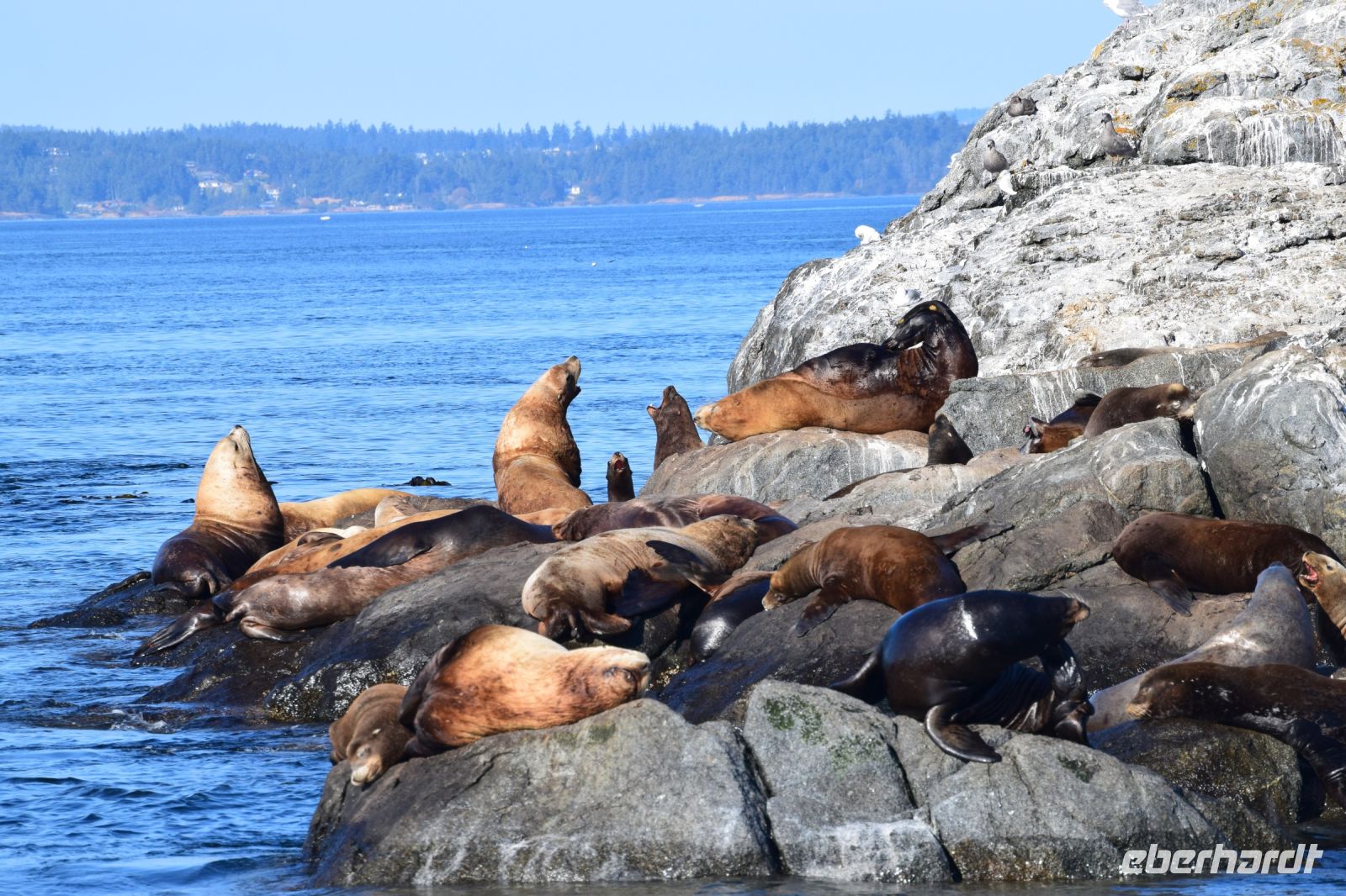 ... und Robben