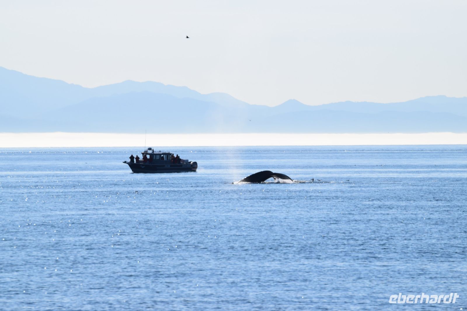 der zum Sprung ansetzt ...