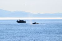 der zum Sprung ansetzt ...