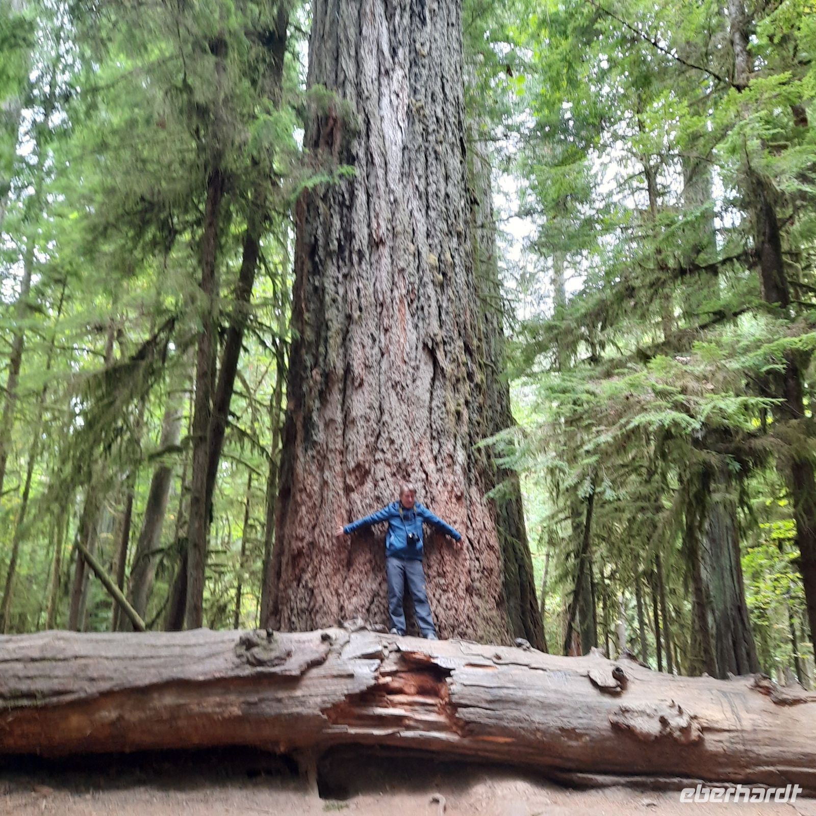 Baumriesen und ich (Zwerg)