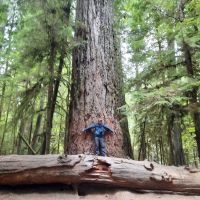 Baumriesen und ich (Zwerg)