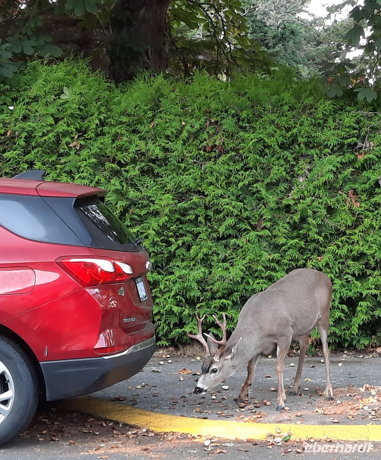 wir verlassen Victoria und sehen einen Rehbock