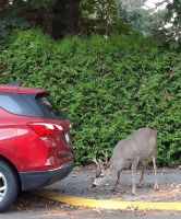 wir verlassen Victoria und sehen einen Rehbock