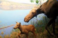 90 Visitor Center Algonquin Park