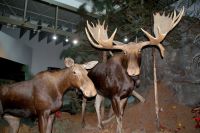 91  Visitor Center Algonquin Park