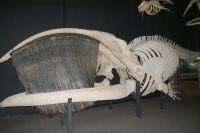 179 Tadoussac Walmuseum