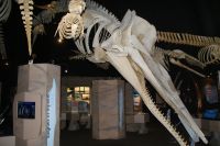 181  Tadoussac Walmuseum