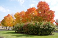 204 Indian Summer