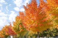 206 Indian Summer