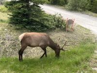 immer wieder tiere am wegesrand (1)