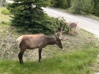 immer wieder tiere am wegesrand (2)