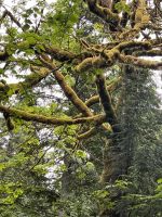 Sky to Sea Gondola (5)