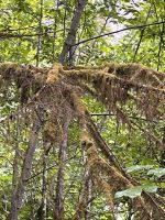 Sky to Sea Gondola (6)